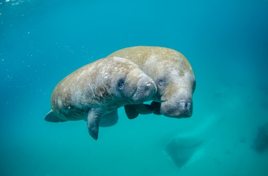 Mother manatee and calf swimming underwater