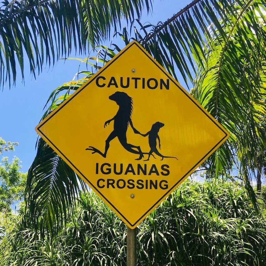 Yellow diamond sign reading "Caution Iguanas Crossing"  
