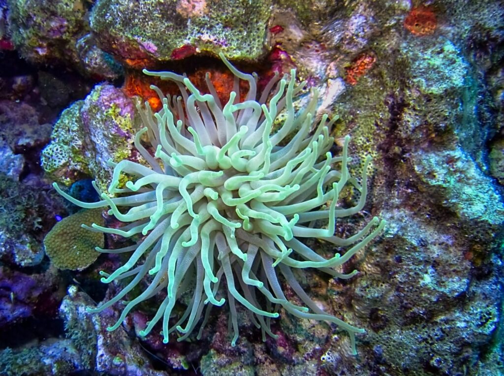 Light pastel green sea anemone attached to multi-colored coral rock.