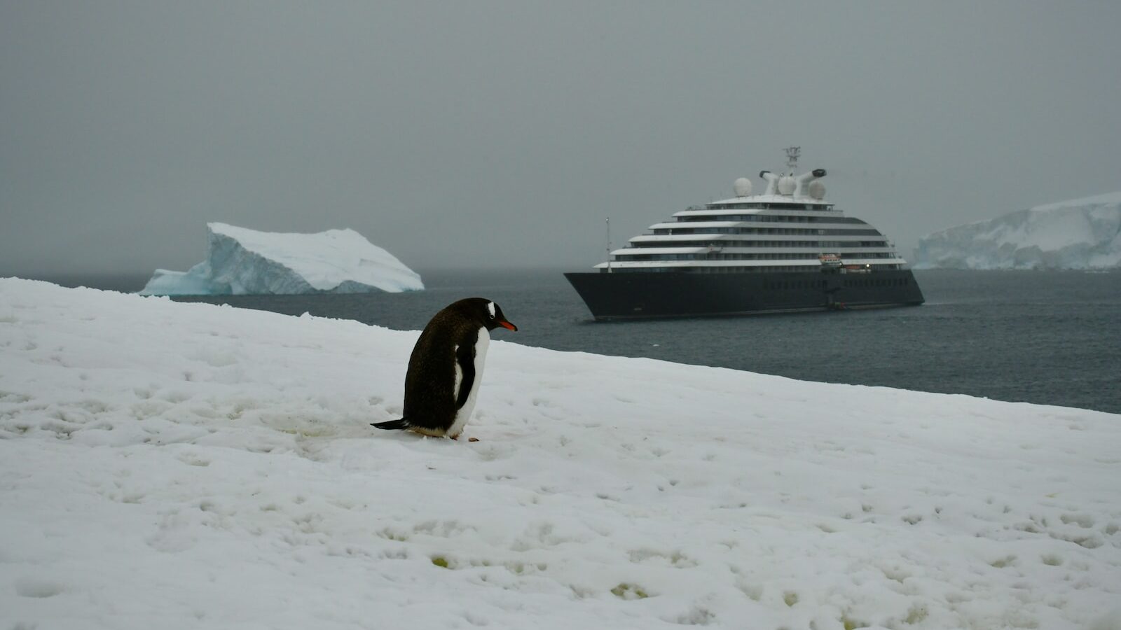 Penguin stands on snowy shore with a cruise ship in the water