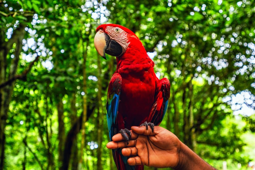 red and blue parrot sits perched on a hand