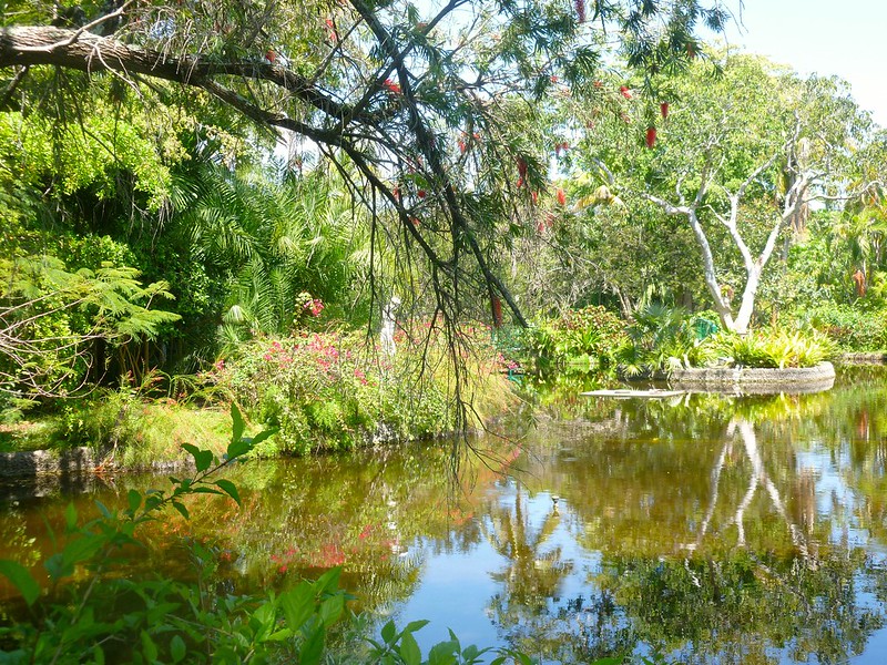 Views of nature in the garden of the groves in Grand Bahama Island