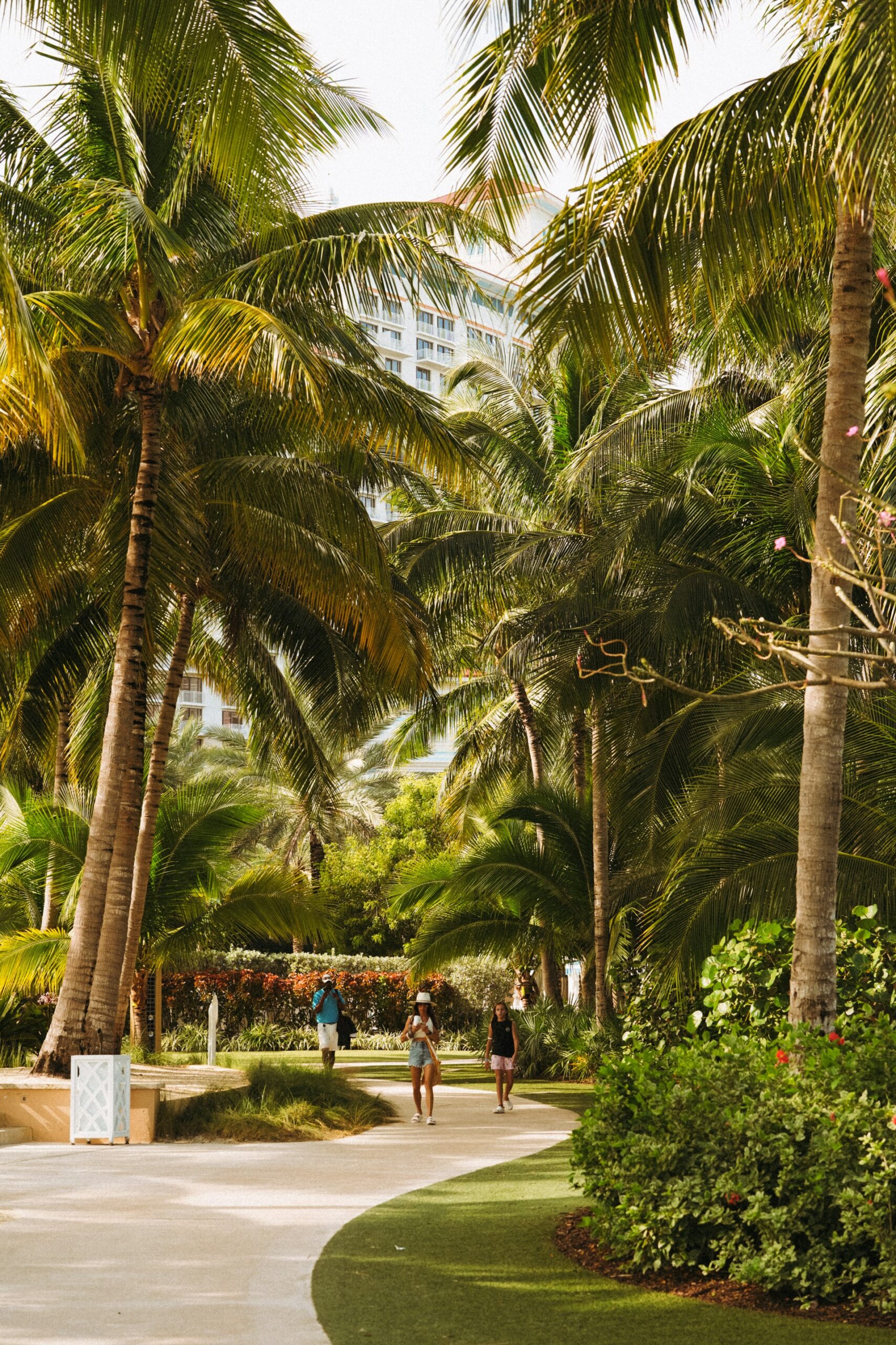 big palm trees surrounding boardwalk of Grand bahama island