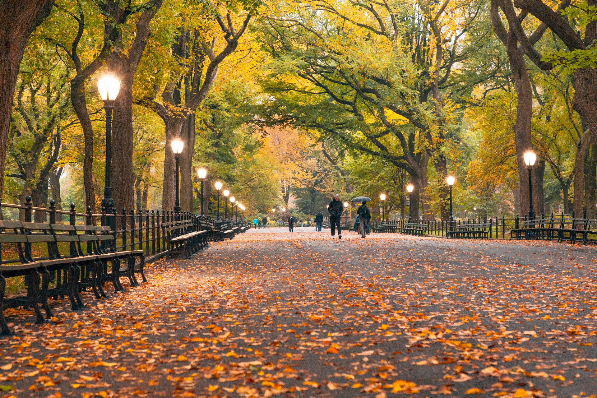 Leaves on the floor and trees in Central Park, New York.