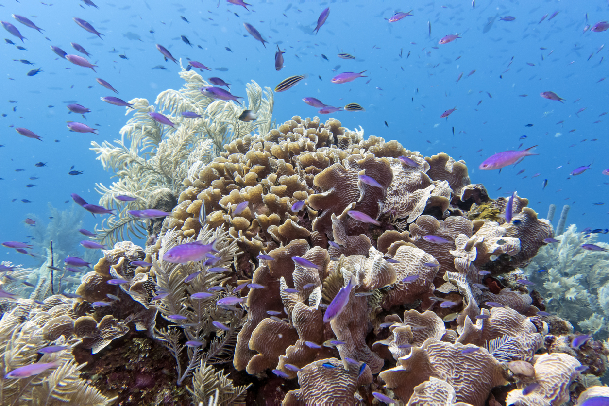 underwater coral reef in Roatan, Honduras
