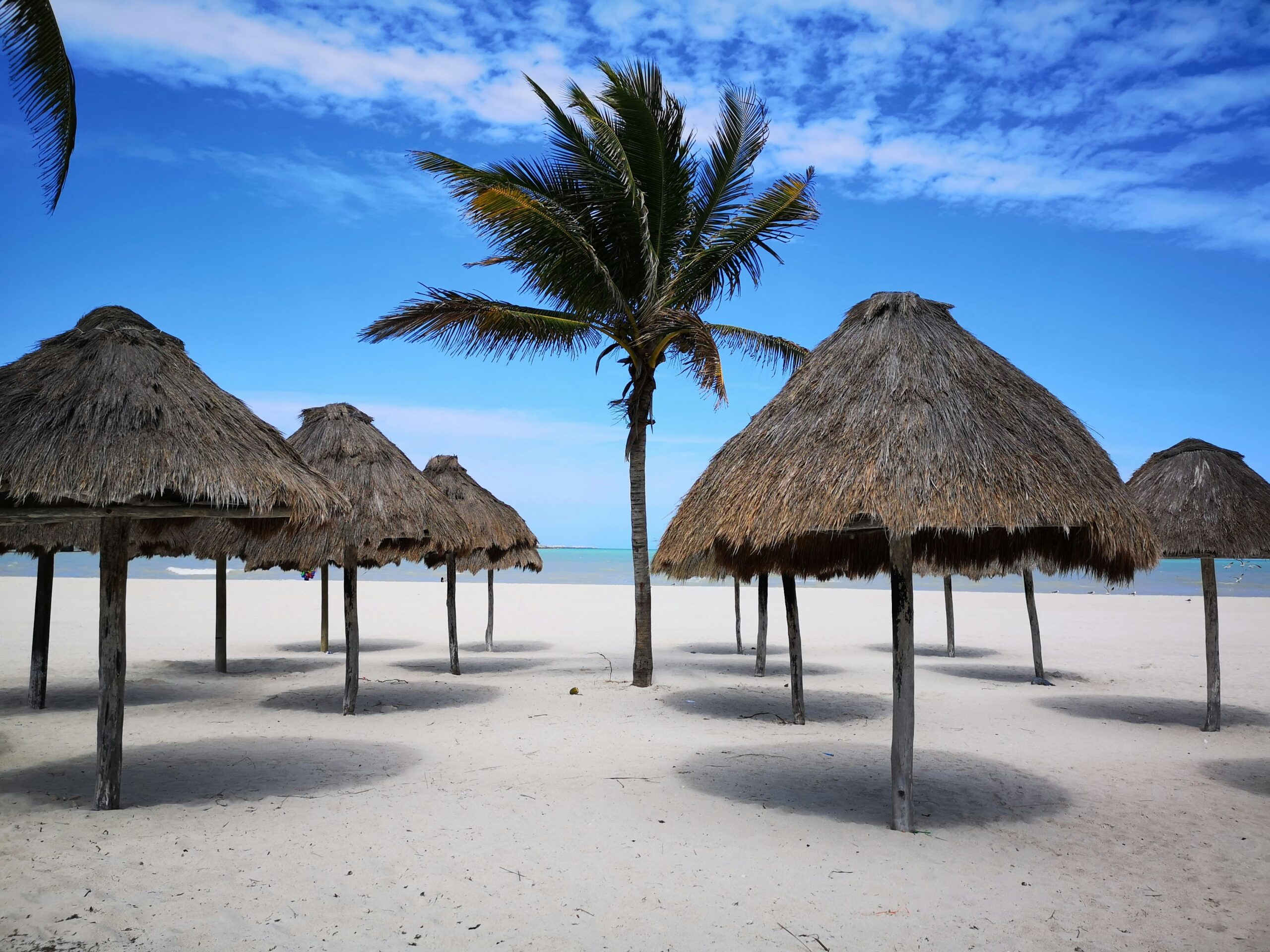 several tiki huts on a beach in Progreso Mexico surrounding a palm tree.